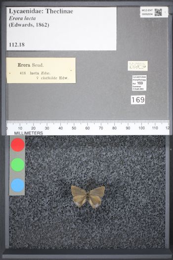 Media type: image;   Entomology 52534